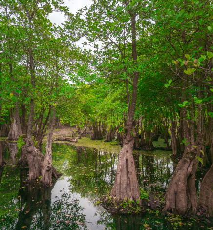 Bluebonnet Swamp Nature Center, Baton Rouge
