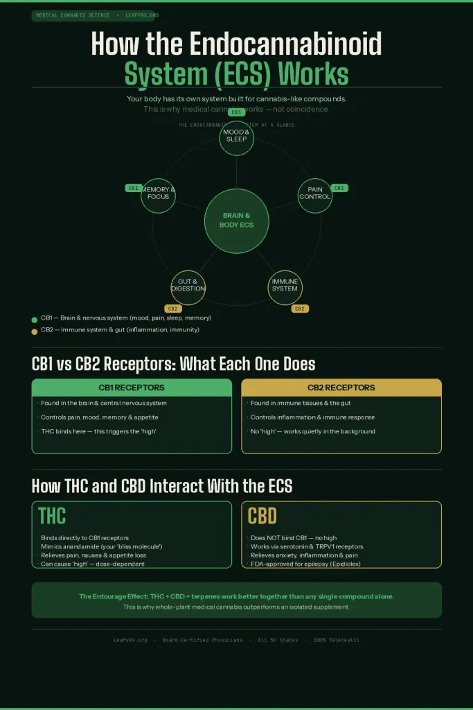 leafyrx Endocannabinoid system